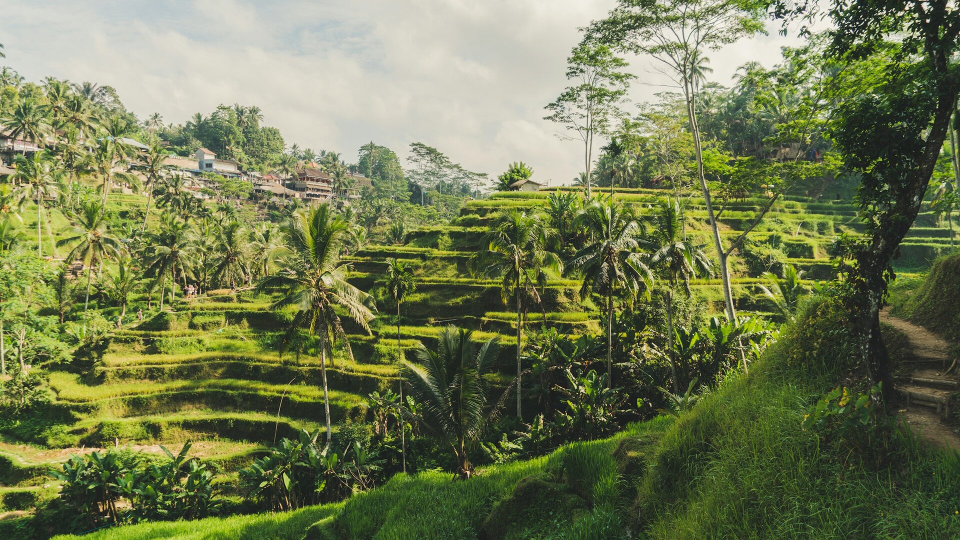 Monkeys in the Ubud area