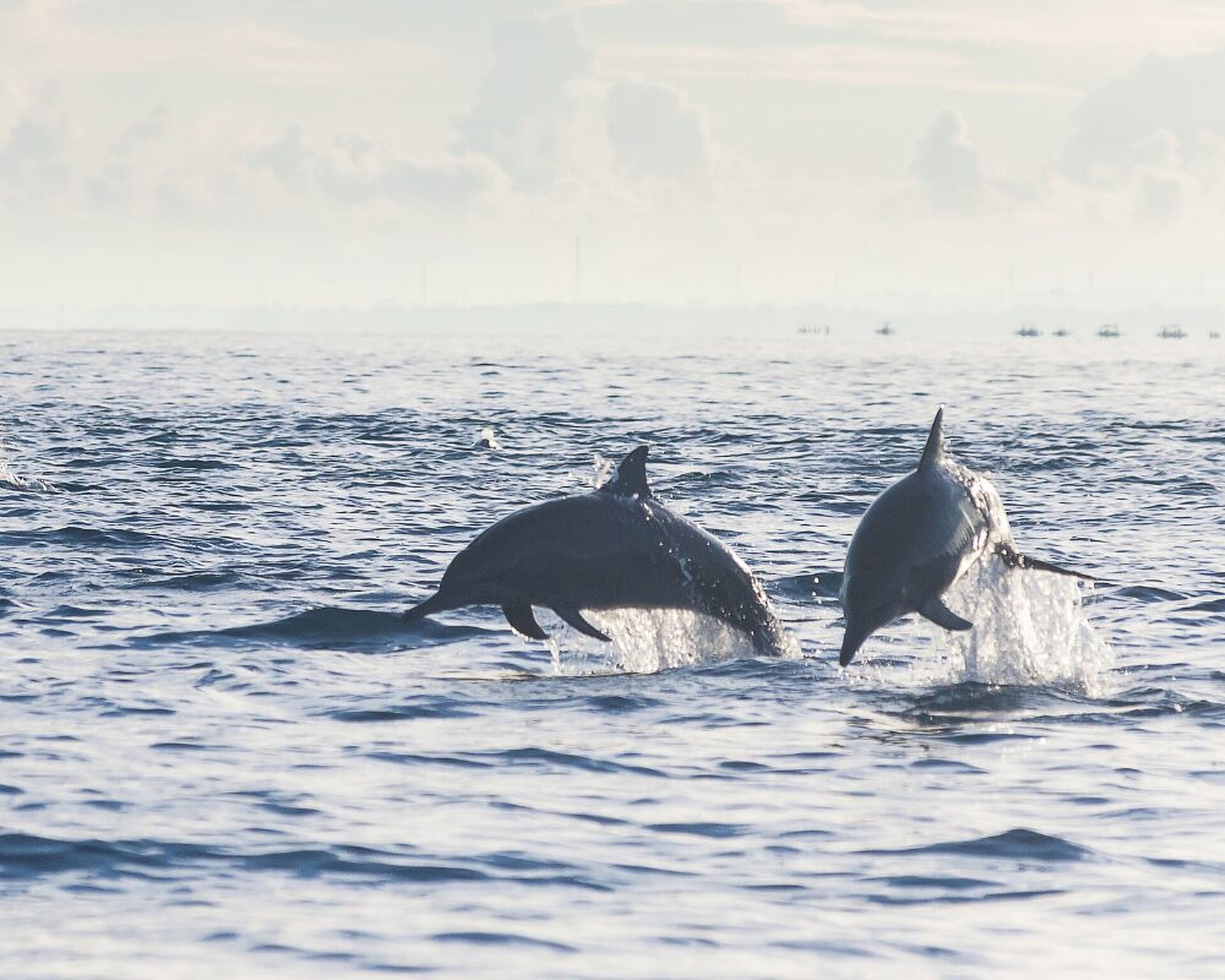 Dolphins swimming at sunrise in Lovina, Bali