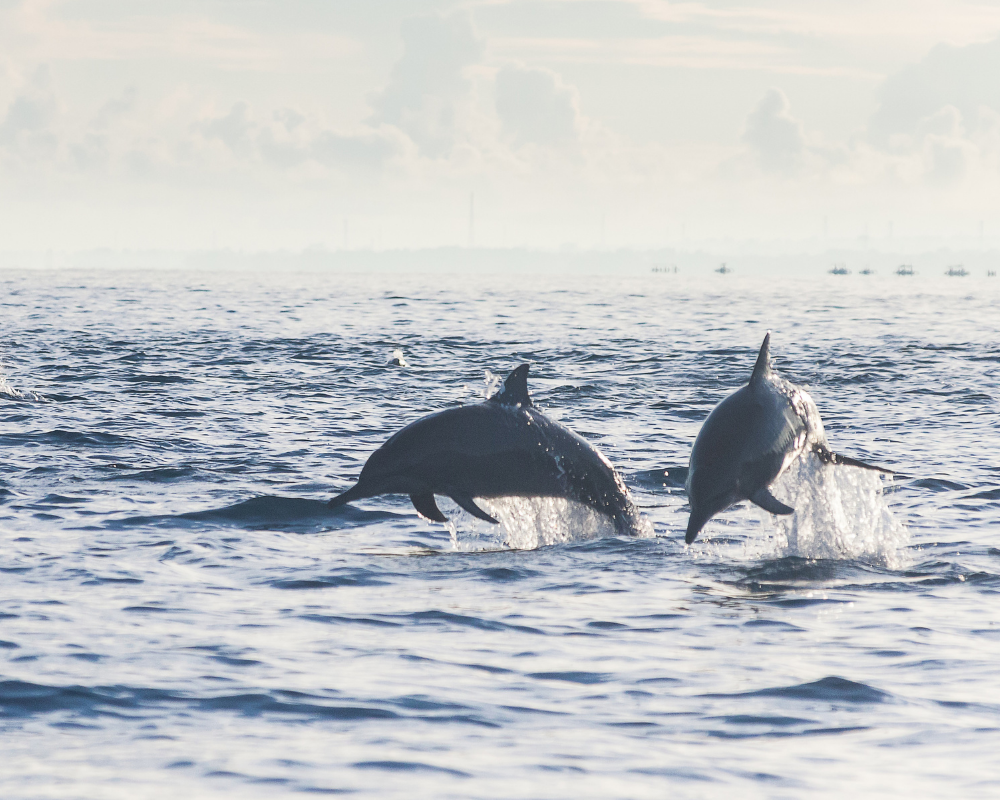 Lovina Dolphins Tour Packages - view 1