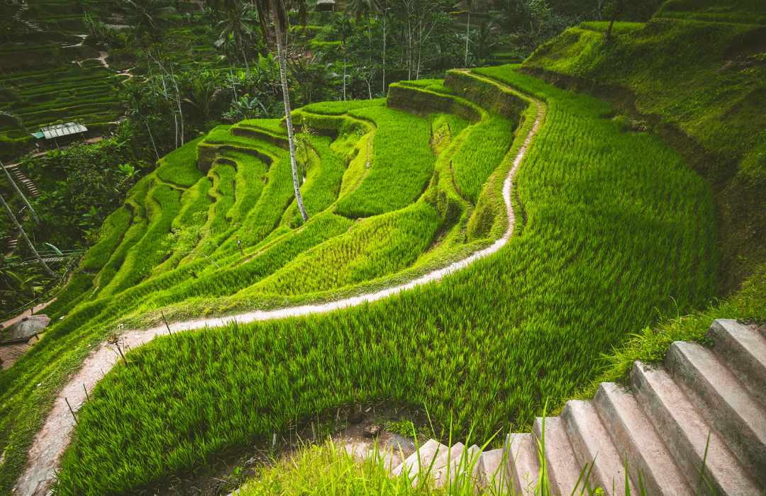Ubud Tour - view 5
